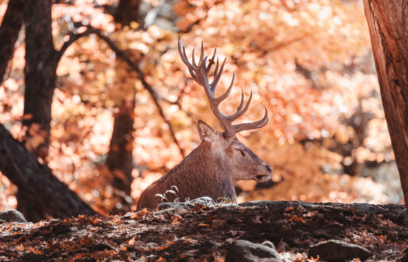 Manon Knasko Photographies